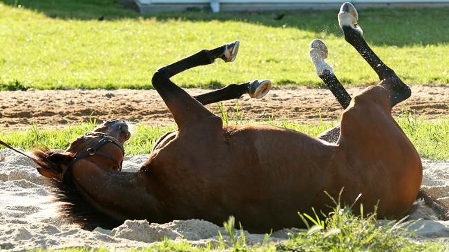 Sir Isaac Newton enjoys a roll in the sand after trackwork at Werribee. Picture: Mark Stewart