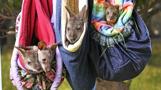 Bennett’s wallabies Victor, Vinnie and Star and baby pademelon Stumpy, who are in the care of Teena Hanslow from Wildlife Bush Babies &amp; Snake Rescue. Picture: ZAK SIMMONDS