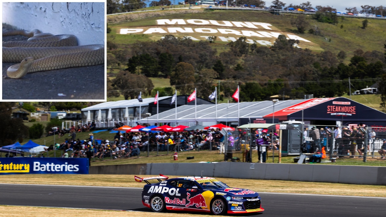 Watch: Wild scenes as a snake delays qualifiers at Bathurst