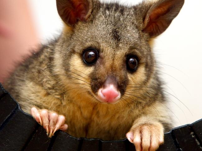 One off pictures from Currumbin Wildlife Sanctuary. Westy a common brushtail possum was found out the front of the Westfield shopping Centre at Helensvale and was taken to the sanctuary for a check up before finding a new home back at Helensvale