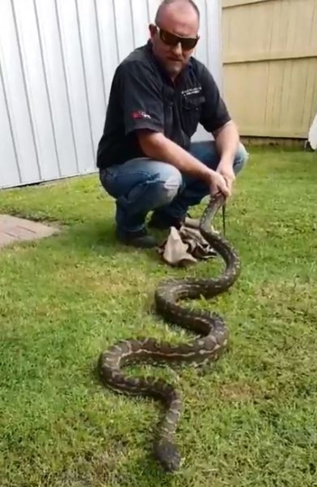 Gold Coast snake catcher wrangles massive python in suburban family ...