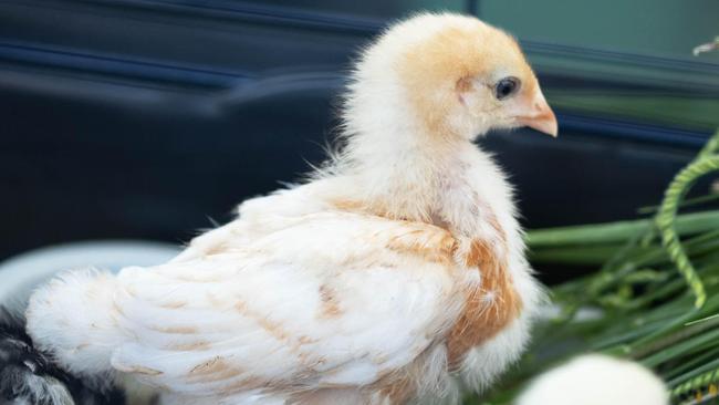 Meet Juliette, Thelma, Harriet and Sweet Pea! Four little Easter chicks looking for a new home.