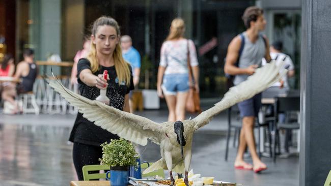 Greek Street Grill employee Hannah Ingram, spraying away ibis at the restaurant in Surfers Paradise. Picture: Jerad Williams