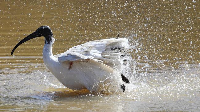 An Ibis takes a bath. Picture Glenn Hampson