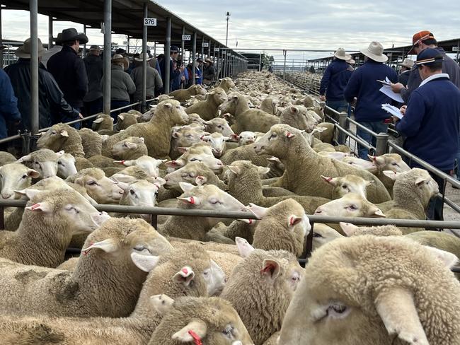 Prime sheep: Wagga Wagga Livestock Marketing Centre sheep and lamb sale. Picture: Nikki Reynolds