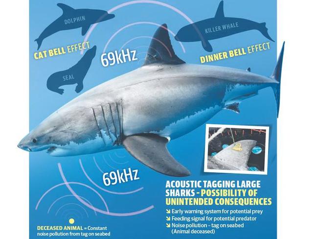 Scientists are looking the side effects of tagging sharks off the WA coast.