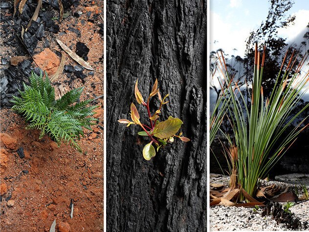 Regrowth after devastating bushfires - story