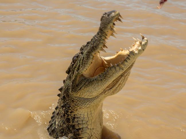 Close up on Saltwater Crocodile jumping to grab meat from a tourist boat.