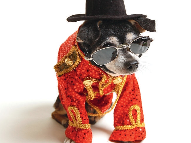 He’s a dog! Don’t humiliate him any more by trying to pretend he’s Michael Jackson.