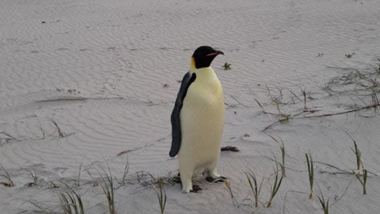 The emperor penguin made quite the entrance. Picture: Miles Brotherson/Department of Biodiversity, Conservation and Attractions