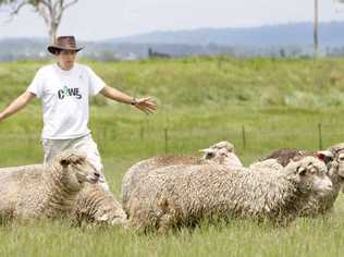 UQ Gatton student Eduardo Santurtun is studying sea sickness in sheep. Picture: David Nielsen