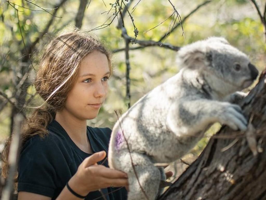 Two rehabilitated koalas will be released as wildlife hospital looks to ...