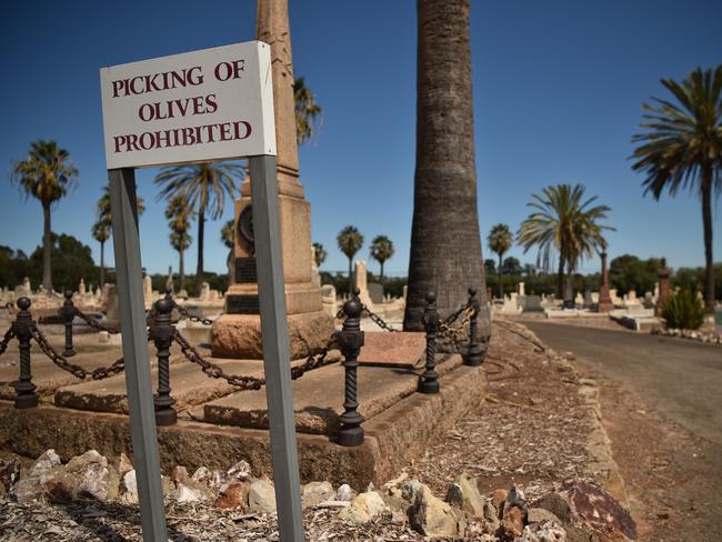 Picking of olives by the public is prohibited at Adelaide's West Terrace Cemetery — but people can buy the olive oil. Picture: AFP/Peter Parks