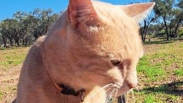 Agriculture Minister Tony Perrett had to bat away a petition on changes to cat laws. Picture: Instagram/Mulga Madness