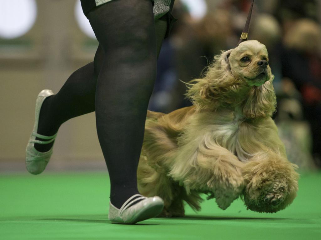 An American cocker spaniel runs, on the first day of the Crufts Dog Show 2019, at the Birmingham National Exhibition Centre. Picture: AFP