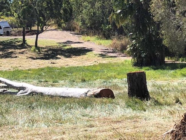 A tree felled by Gladstone Regional Council contractors this morning at Agnes Water. Indigenous locals say the trees are on a sacred site and they weren't consulted.