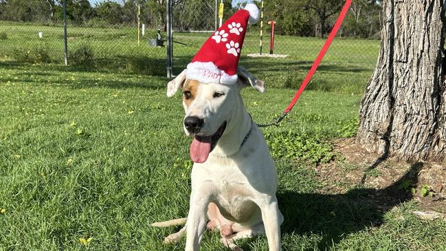 Caesar the puppy is waiting for a Christmas miracle at the Charters Towers pound