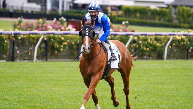 Aysar is a short-priced favourite for the Group 2 Sandown Guineas. Picture: Scott Barbour