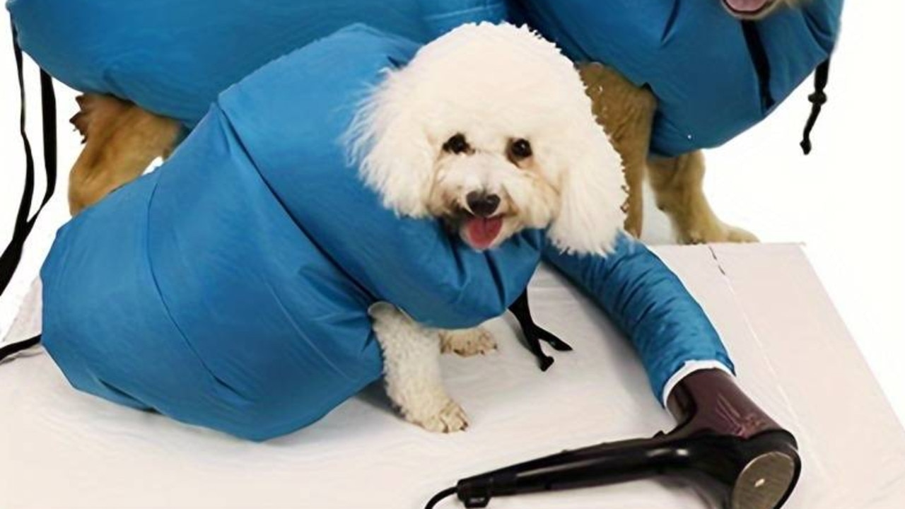 Dog in the dryer hotsell