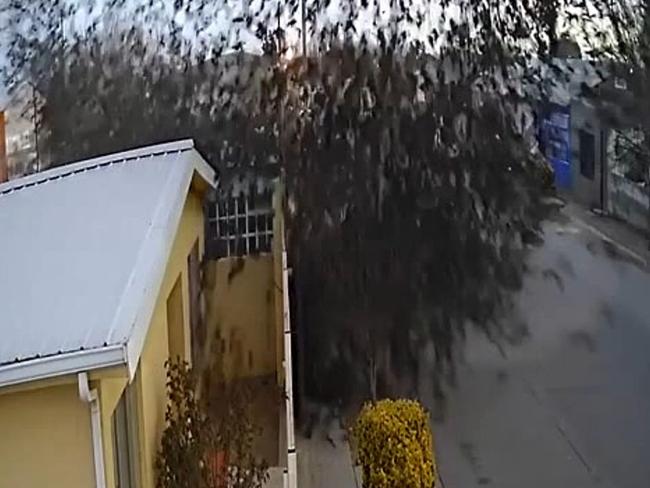 The incredible video shows thousands of birds dropping from the sky in Mexico.