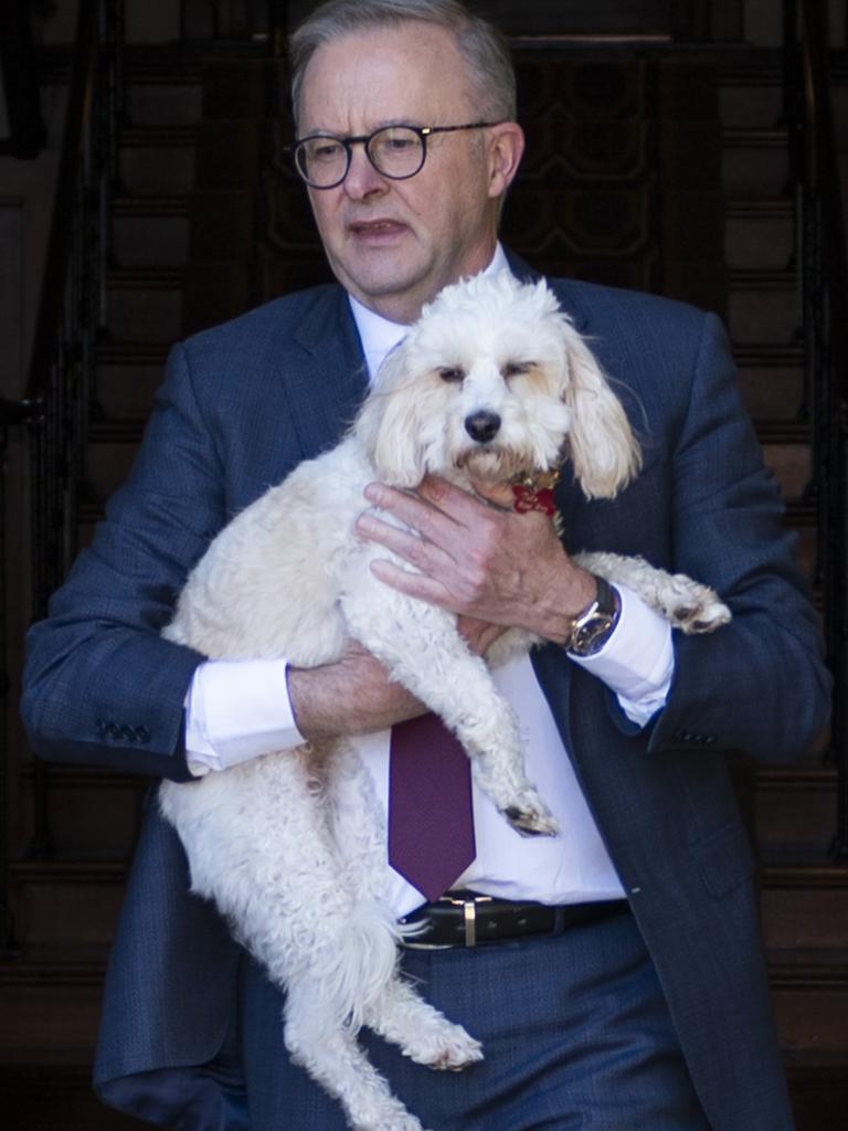 Prime Minister Anthony Albanese and Toto. Picture: NCA NewsWire/Martin Ollman