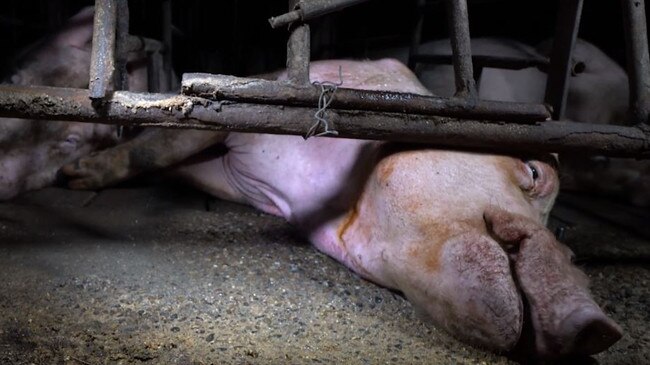 A pig named Boe was caught on camera not being able to get up and licking the floor in an attempt to get food and water. Picture: Still from a video from the Animal Liberation Queensland