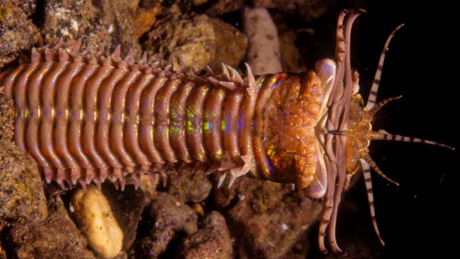 A Bobbitt worm, a predator which snaps fish in two with a ferociously sharp mouth. It is named after Lorena Bobbitt, who cut off her husband’s penis with a knife in 1993 after years of allegedly being raped and beaten by him. Picture: Supplied