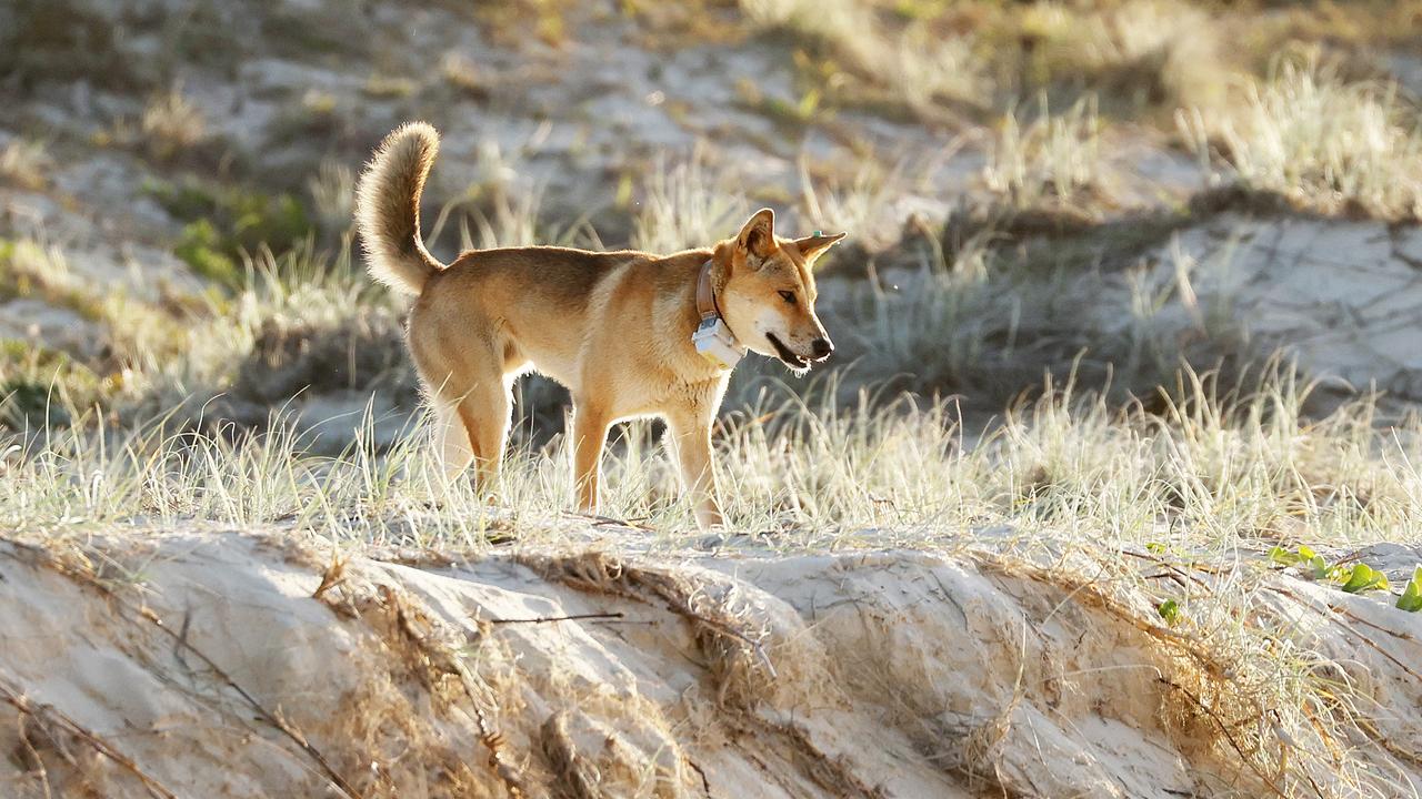 A dingo at Orchid Beach on K’gari, formerly known as Fraser Island. Picture: Liam Kidston