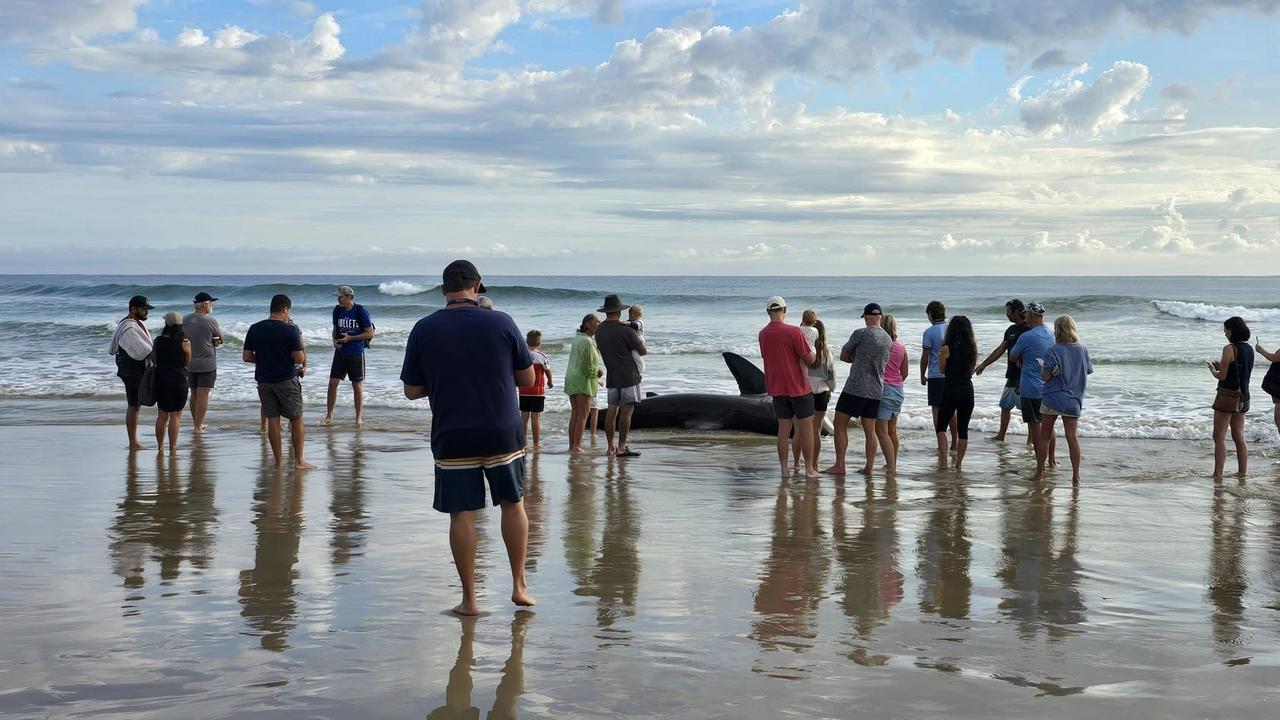 The shark was beached near Kingscliff Beach Bowls Club. Picture: Suzy Martin (Facebook)