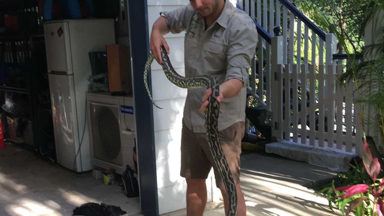 VIDEO: Monster 2.5m python pulled from Coast home | The Courier Mail