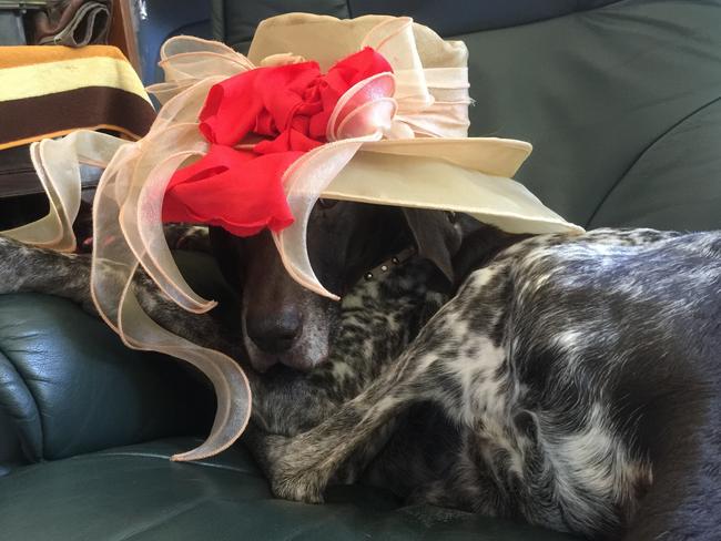BUDDY: The German shorthaired pointer from Ashmore is dressed to impress the fillies at spring racing.