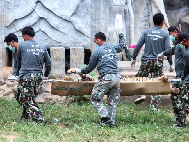 Wildlife officials carry a sedated tiger on a stretcher at the Tiger Temple. Picture: AP