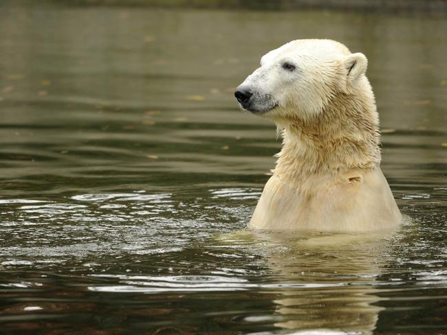 Cute ... Knut swimming in his enclosure at the Tiergarten zoo in Berlin. Picture: AFP