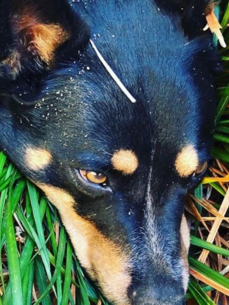 Brigden was a big fan of Australian cattle dogs.