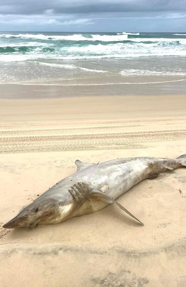 An endangered mako shark washed up on K'gari.