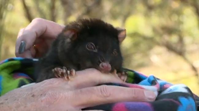 Seven News cameras were on hand to capture the moment possum Kaya bit the finger of WA MP Reece Whitby. Picture: Seven News.