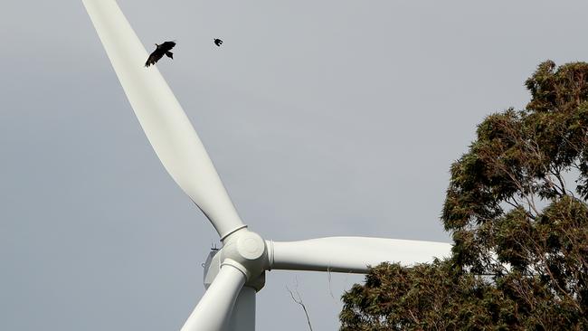 A wedge tail eagle and a magpie run the gauntlet with a wind turbine.