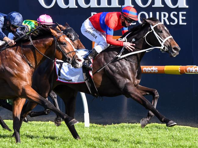 Verry Elleegant (NZ) ridden by Mark Zahra wins the Stella Artois Caulfield Cup at Caulfield Racecourse on October 17, 2020 in Caulfield, Australia. (Pat Scala/Racing Photos via Getty Images)