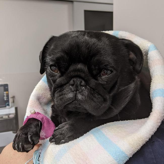 Kevin the Pug after AHVEC staff discovered 14 rocks in his stomach. Source: SUPPLIED.