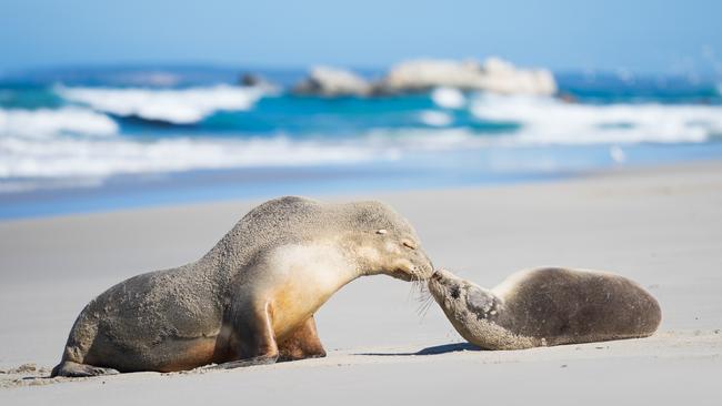 Seal Bay Conservation Park, Kangaroo Island, reopened to visitors on Friday. Picture: Ben Goode