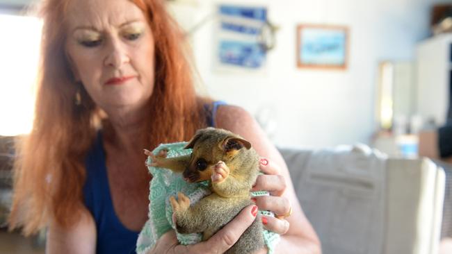 Bundaberg wildlife carer Christine Wynne is disgusted by acts of deliberate cruelty to animals.