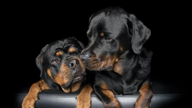 The rottweiler breed has been involved in at least three attacks this year. Picture: Facebook