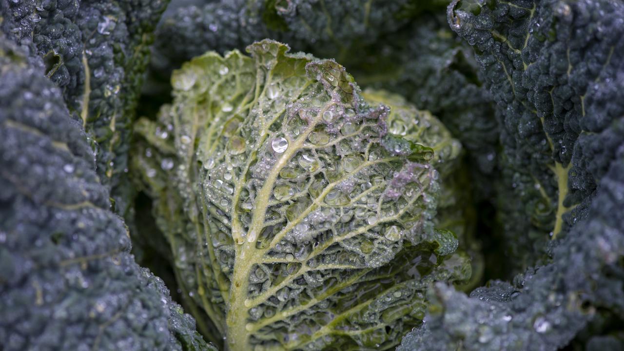 Cabbage in the garden at Melliodora. Picture: Zoe Phillips