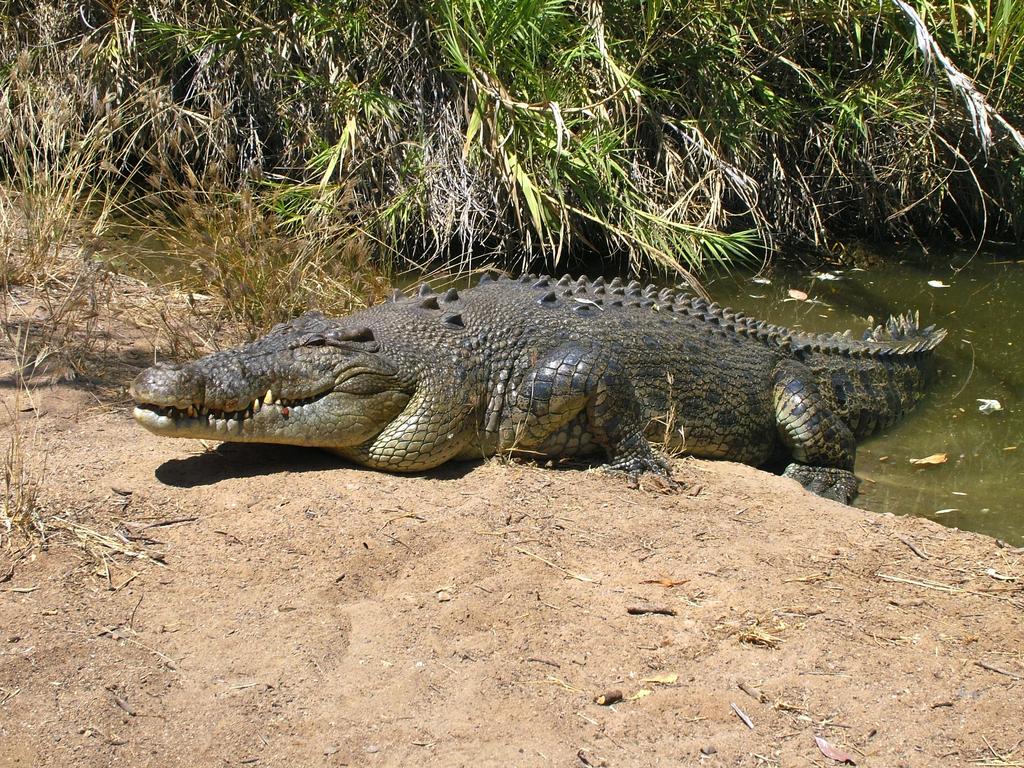 WA’s Department of Biodiversity, Conservation and Attractions warns people to be ‘croc aware’.