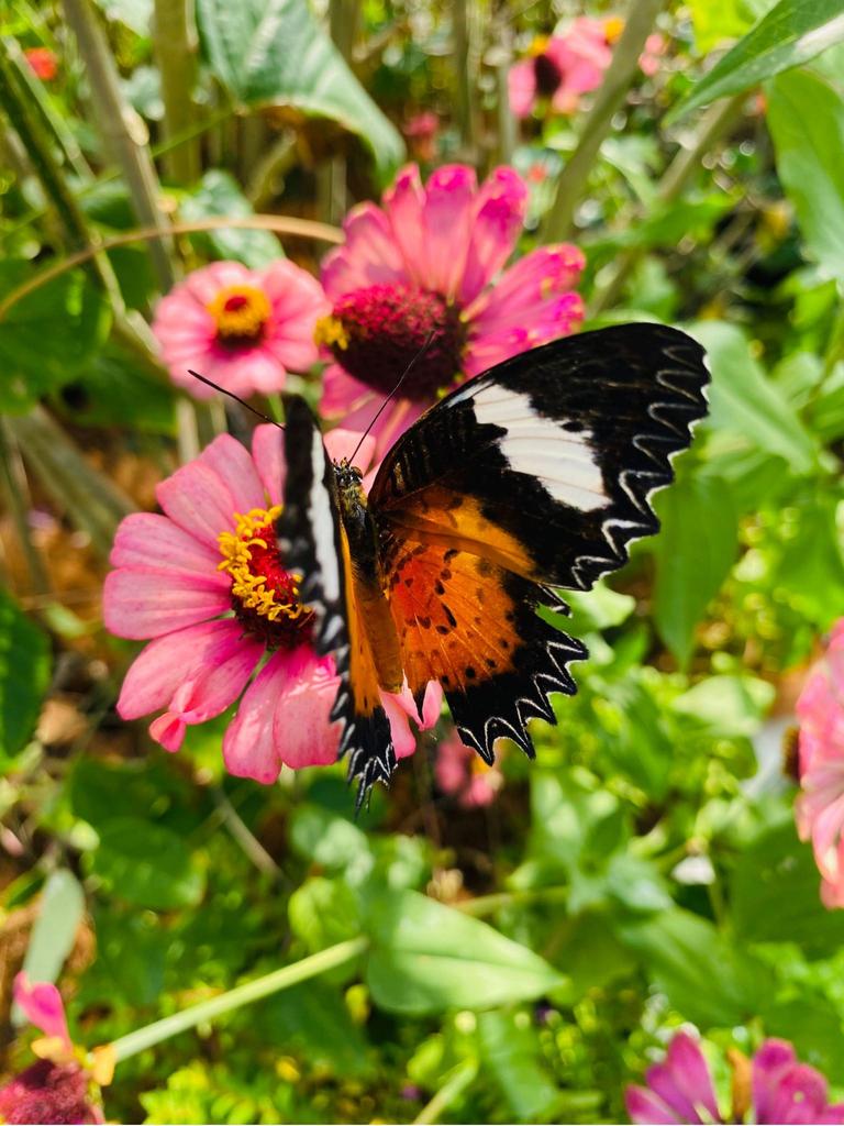 Native butterflies are thriving at Nuanu City in Bali. Picture: Troy Nankervis