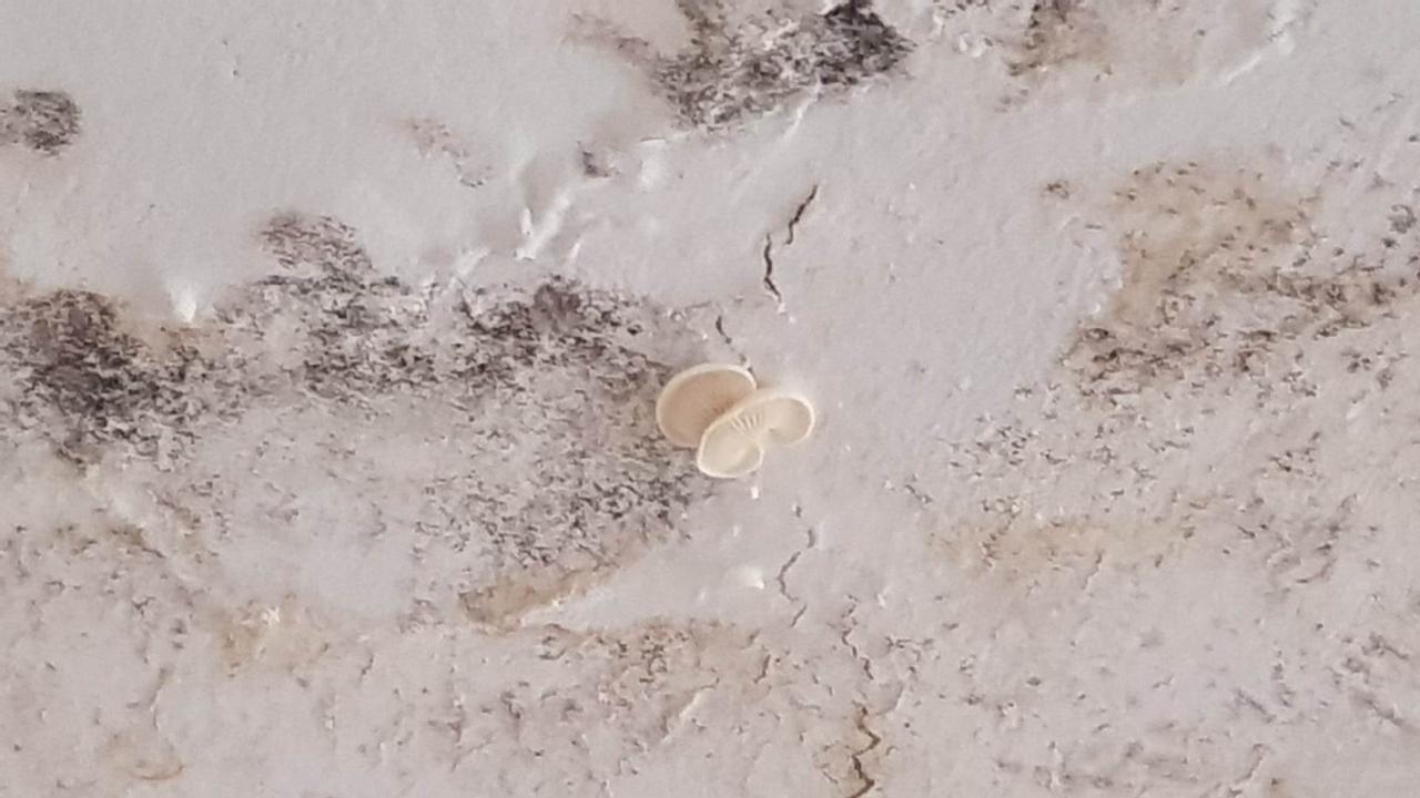 A mushroom grew out of the ceiling of his Chifley home. Picture: Supplied