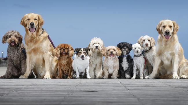 Perfect line-up of puppies on Princes Pier. Picture: David Caird