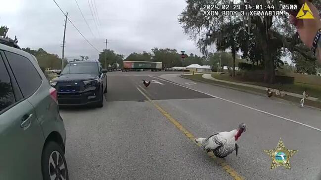 'I Can't Believe This Is Happening!': Florida Cop Gets Harassed by Feisty Turkey