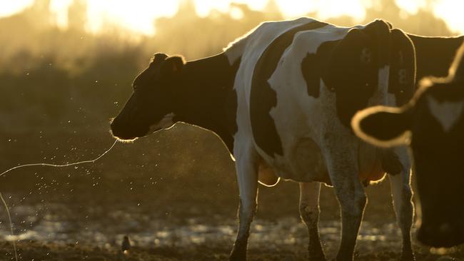 Carbon target: Victoria’s environmental watchdog says cows’ burps and farts are a pollutant that is a risk to human health and the environment.