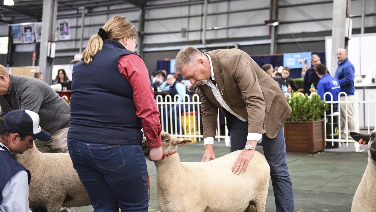 Competition judging in the interbreed production classes on Sunday, September 22 at the Royal Melbourne Show. Photo: Dannika Bonser